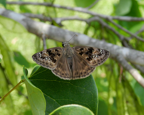 Horace's Duskywing