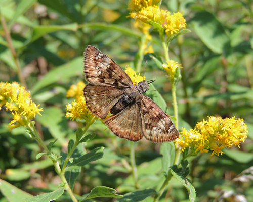 Horace's Duskywing