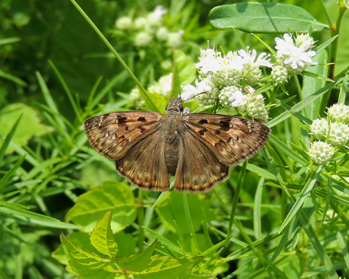 Horace's Duskywing