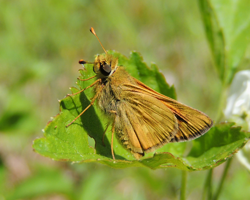 Indian Skipper