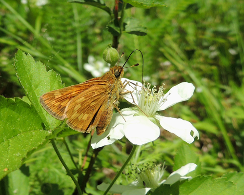 Indian Skipper