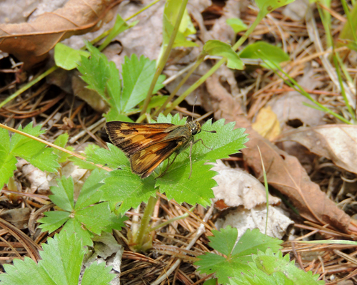 Indian Skipper
