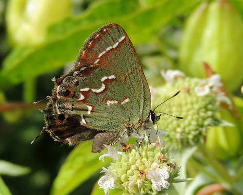 Juniper Hairstreak