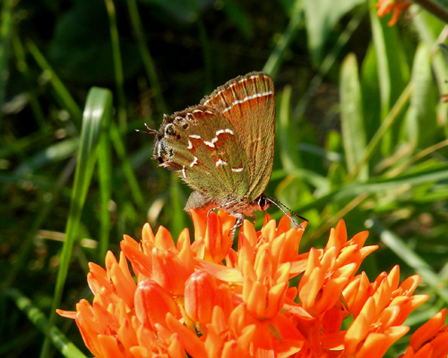 Juniper Hairstreak