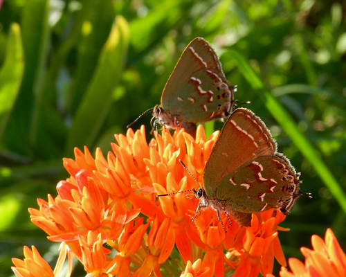 Juniper Hairstreak