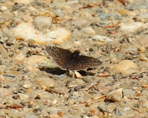 Juvenal's Duskywing