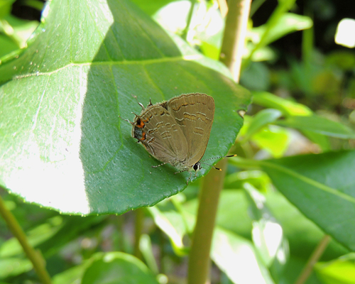 King's Hairstreak