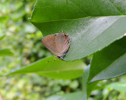 King's Hairstreak