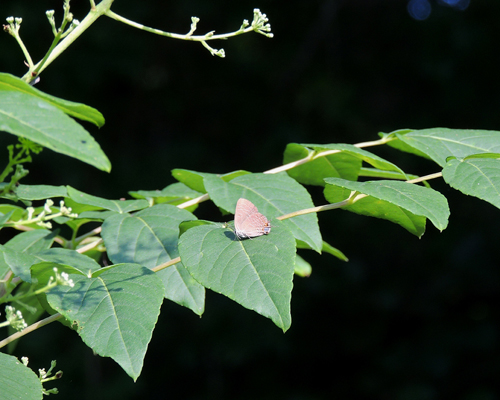 King's Hairstreak