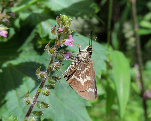 Lace-winged Roadside-Skipper