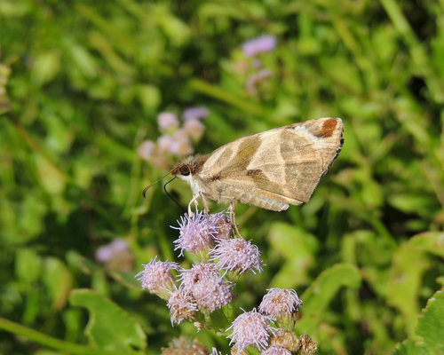 Laviana White-Skipper