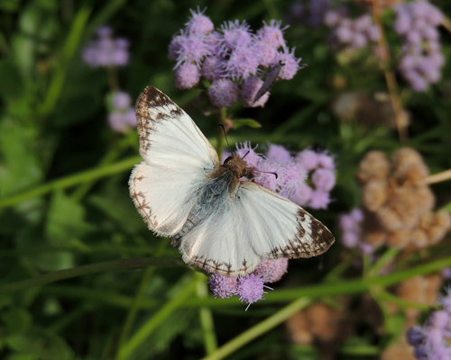 Laviana White-Skipper