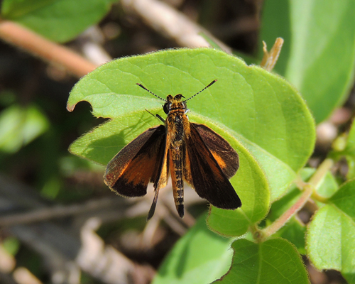 Least Skipper
