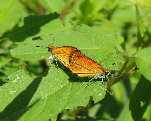 Least Skipper