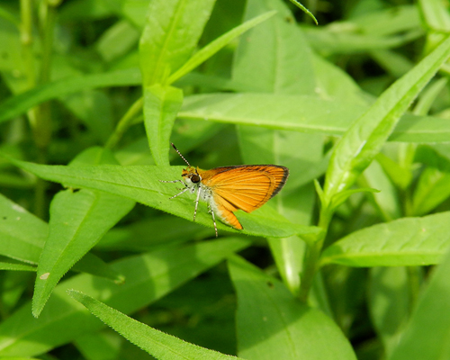 Least Skipper