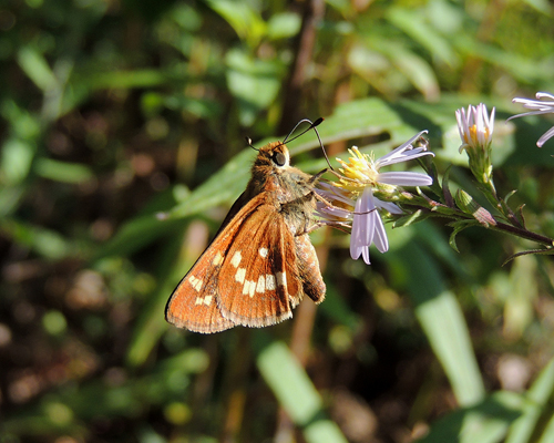 Leonard's Skipper