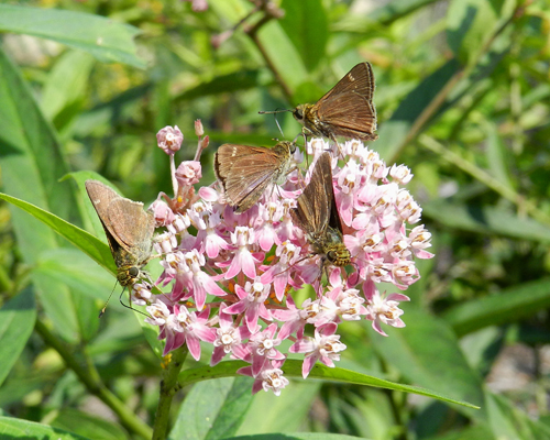 Little Glassywing