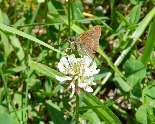 Little Glassywing