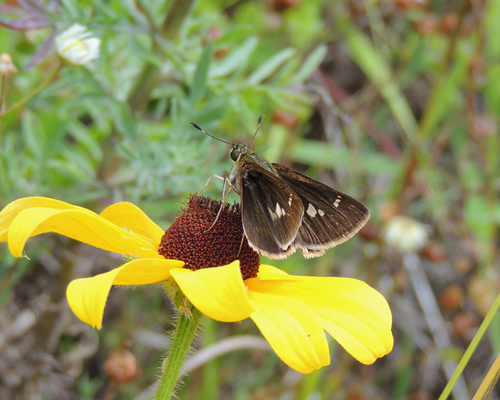Little Glassywing