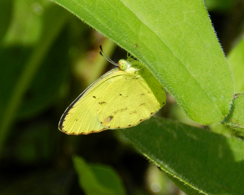 Little Yellow