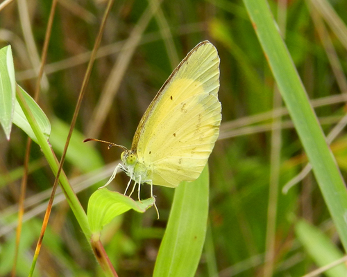 Little Yellow