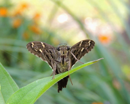 Long-tailed Skipper