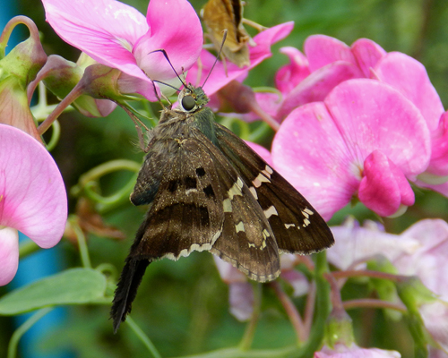 Long-tailed Skipper