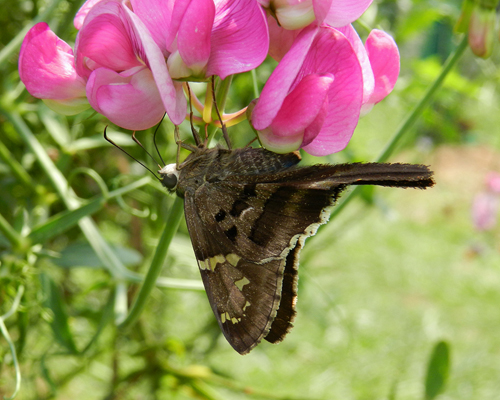 Long-tailed Skipper
