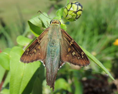 Long-tailed Skipper