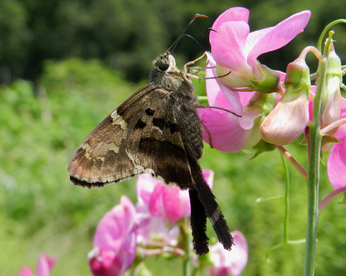 Long-tailed Skipper
