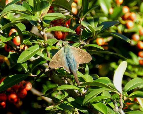Long-tailed Skipper