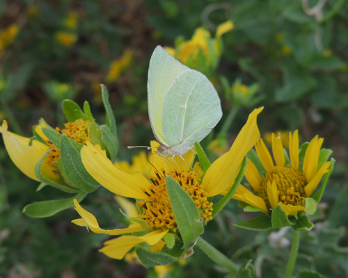Lyside Sulphur