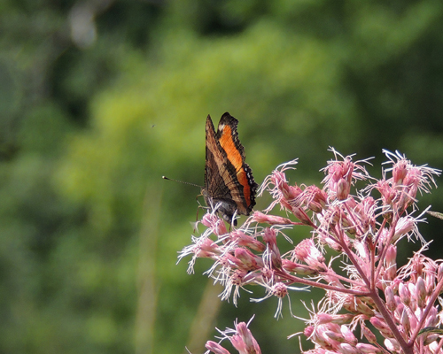 Milbert's Tortoiseshell