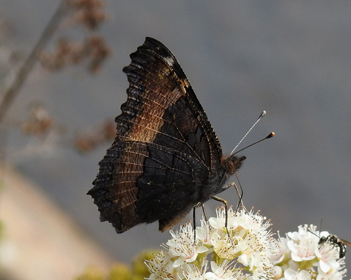 Milbert's Tortoiseshell