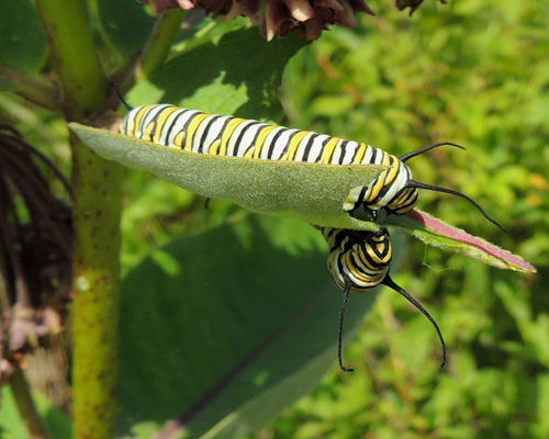 Monarch