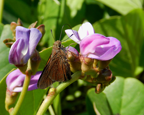 Monk Skipper