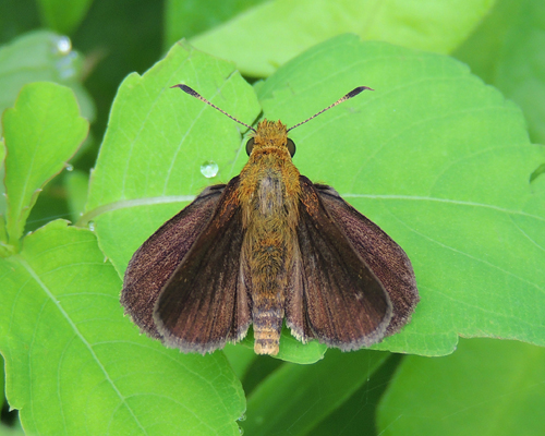 Mulberry Wing