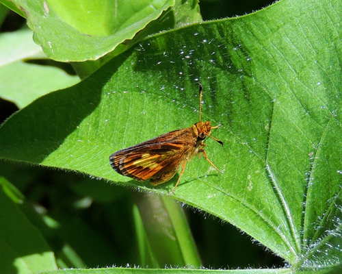 Mulberry Wing