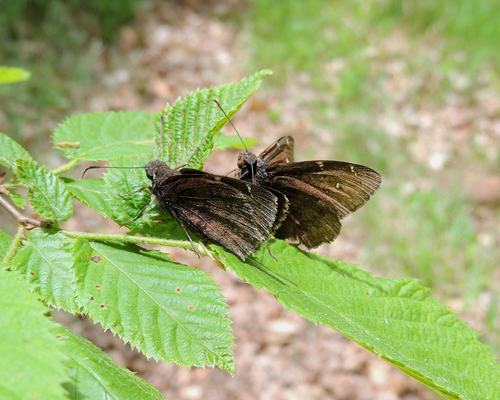 Northern Cloudywing