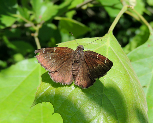 Northern Cloudywing