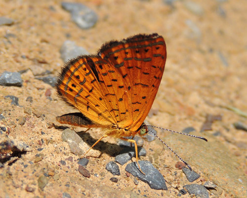 Northern Metalmark