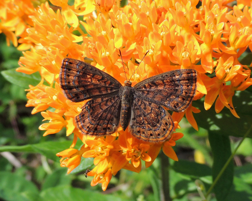 Northern Metalmark