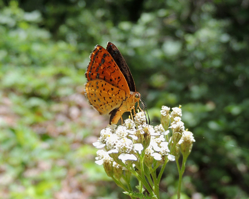 Northern Metalmark