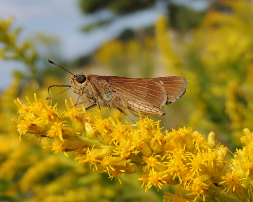 Ocola Skipper