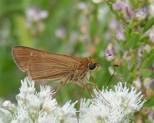 Ocola Skipper