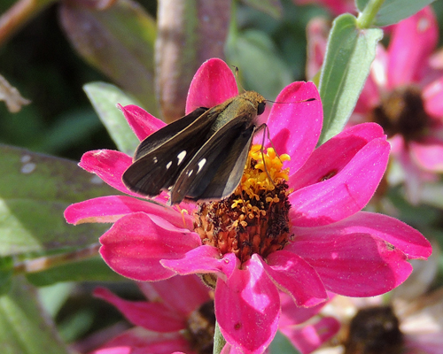 Ocola Skipper