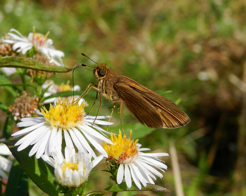 Ocola Skipper
