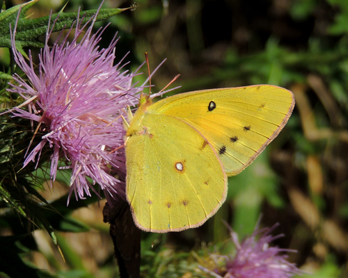 Orange Sulphur