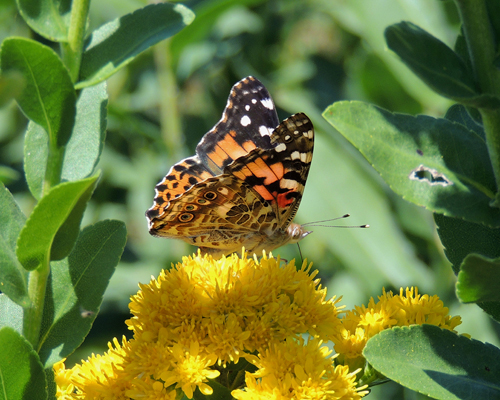 Painted Lady