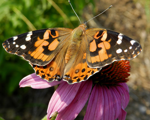 Painted Lady
